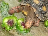 Vic & prickly pear