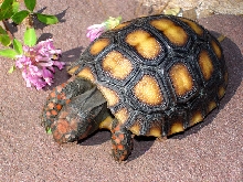 Vic the redfoot discovers clover