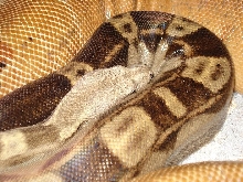hypomorleyboa