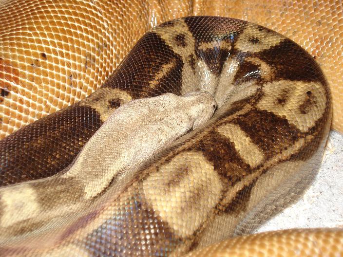 hypomorleyboa