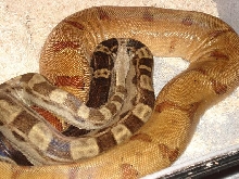 boashypomotley