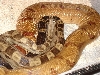 MotleyHypo1