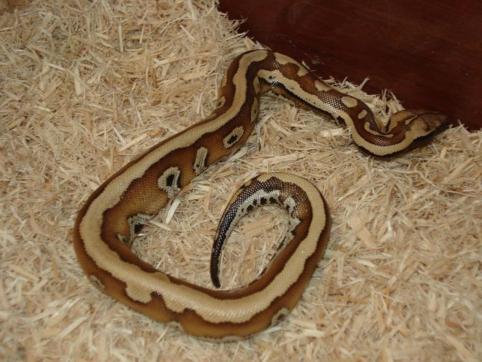 striped blood