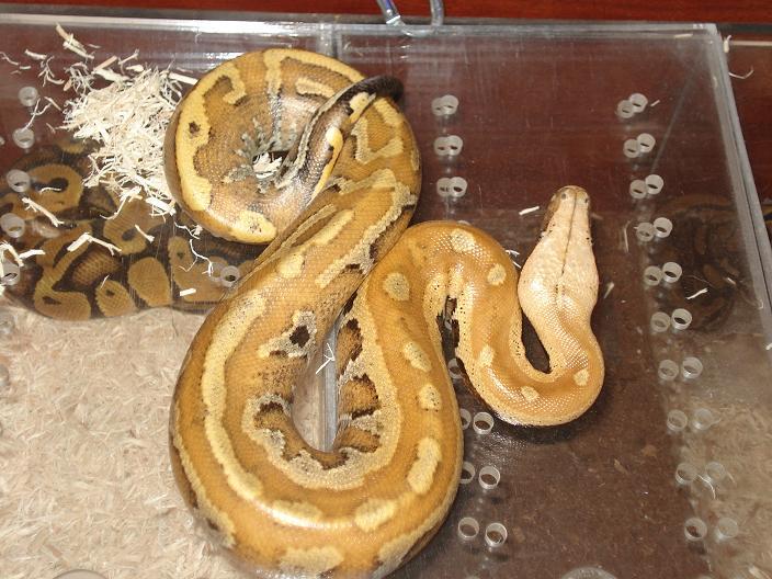 yellowblood