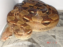 femalebred