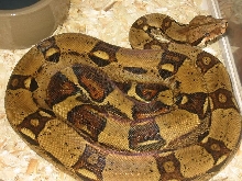 jUNGLE HET ALBINO