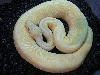 albinospider2