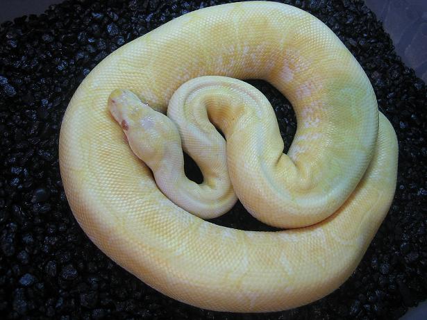 albinospider2