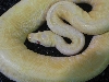 albinospider