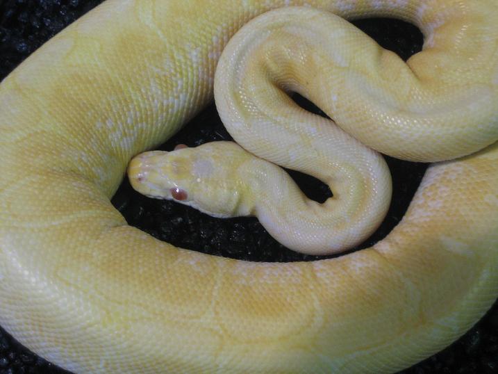 albinospider