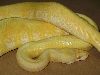 albino spider