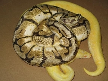 albee
