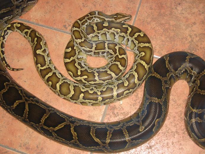 Hypo bURM??