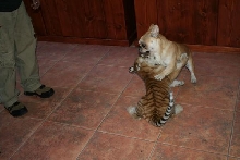 napo takin tiger