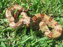 Hypo