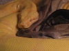 pairtogether