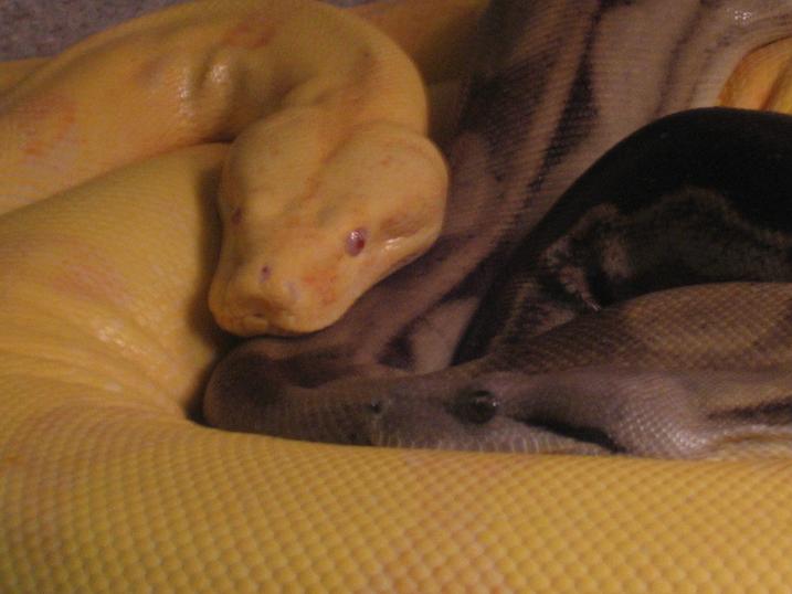 pairtogether
