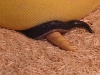 tailocking