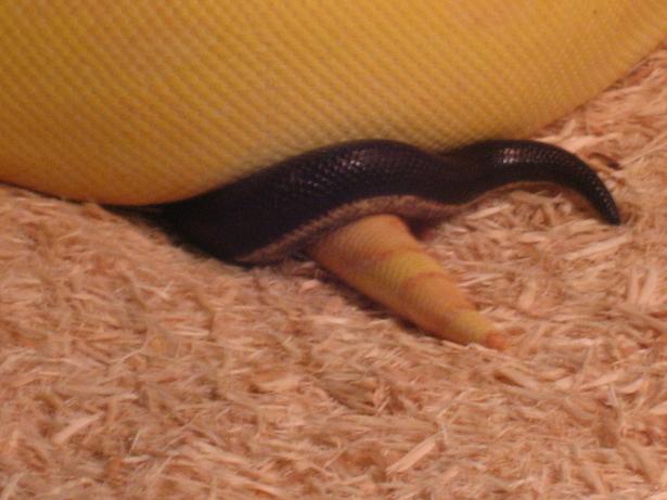 tailocking