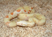 Albino het snow