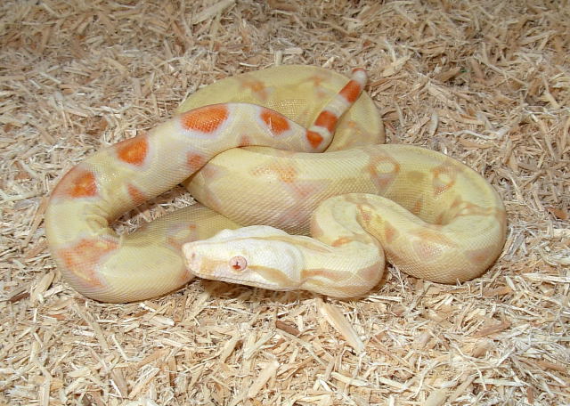 Albino het snow