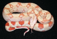 Albino Het Stripe