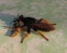 wasp as prey