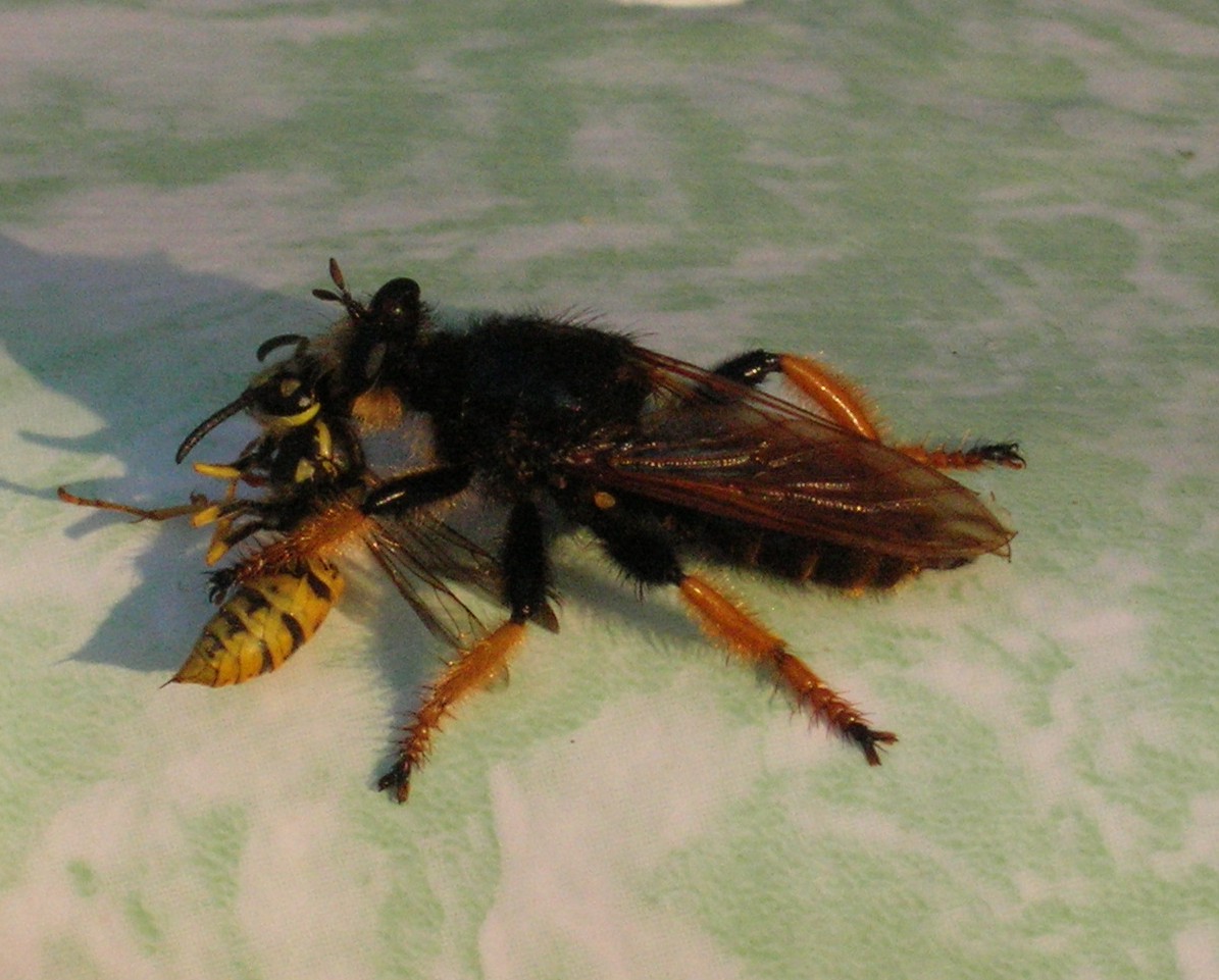 wasp as prey