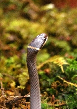 Diadophis (3 of 3)