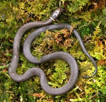 Diadophis (1 of 3)