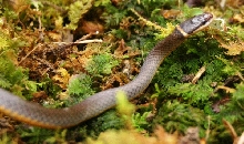 Diadophis (2 of 3)
