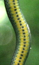 Diadophis venter 2