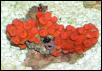 Saltwater - Austin Aquariums