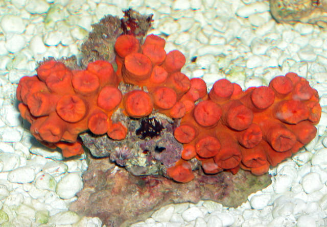 Saltwater - Austin Aquariums