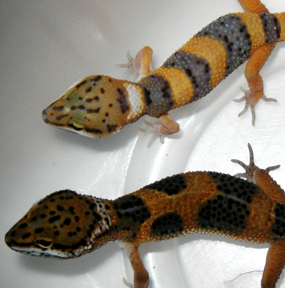 Color Variations