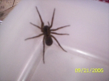 ID PLEASE!! I'm kinda worried cuz i have 4 kids and this was in the bathro