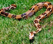 boa