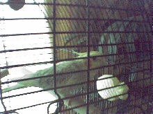 sweety
