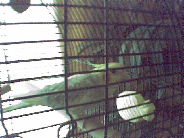sweety