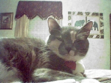 mittens