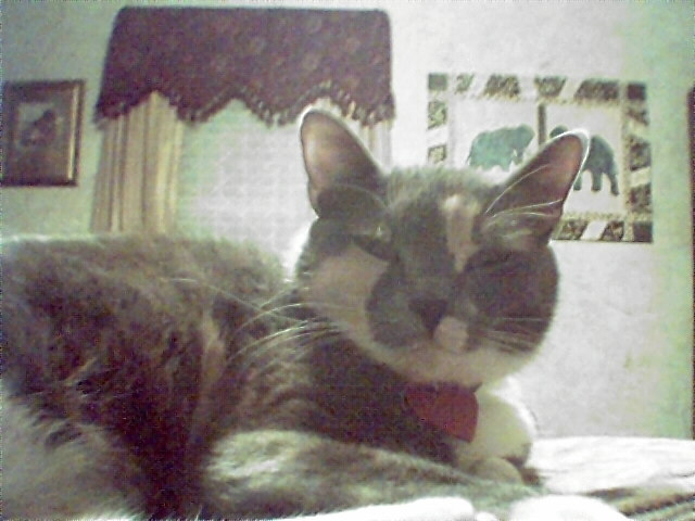 mittens