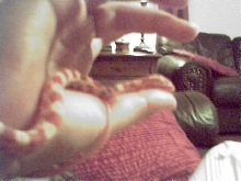 Albino Corn Snake