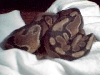 bubba curled up