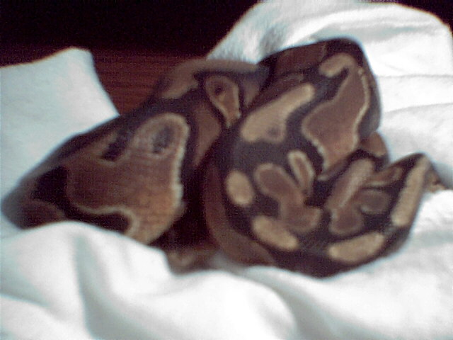 bubba curled up