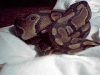 My New Ball Python
