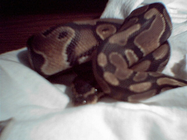 My New Ball Python
