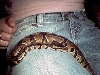 baby ball python