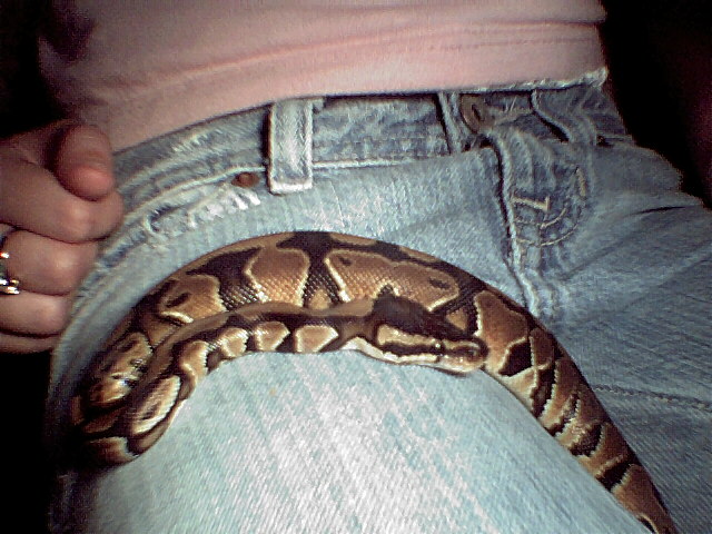 baby ball python