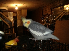 Pico contemplating