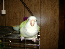 Sully my quaker
